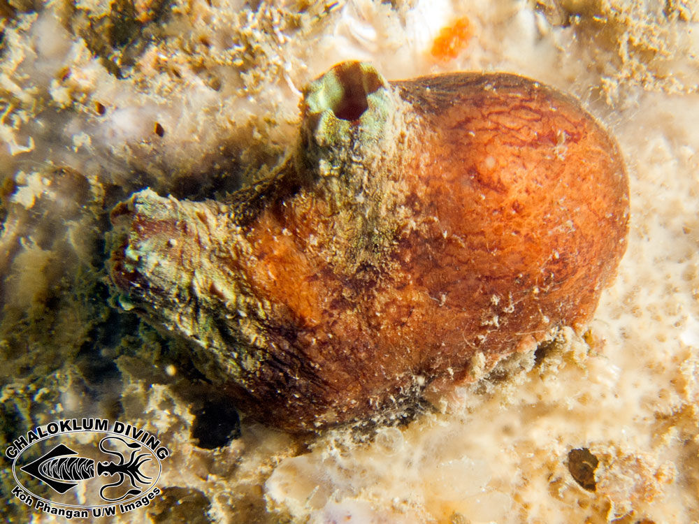 Image of Ascidian