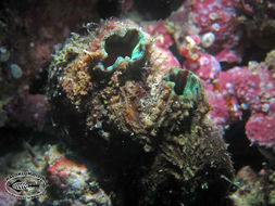 Image of Ascidian