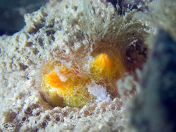 Image of Ascidian