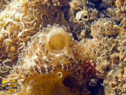 Image of Ascidian