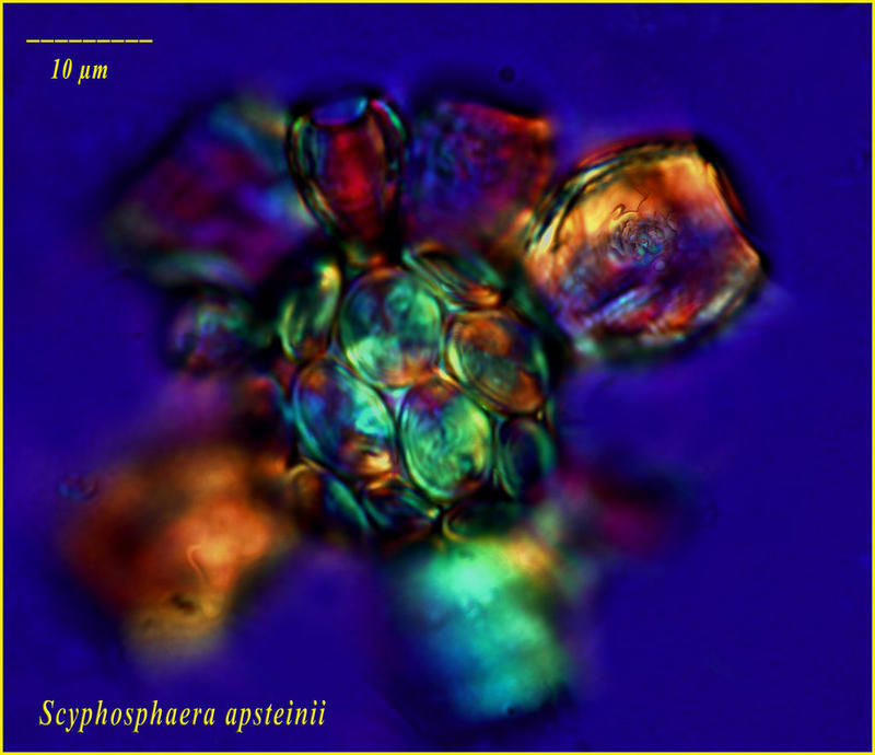 Sivun Scyphosphaera apsteinii kuva
