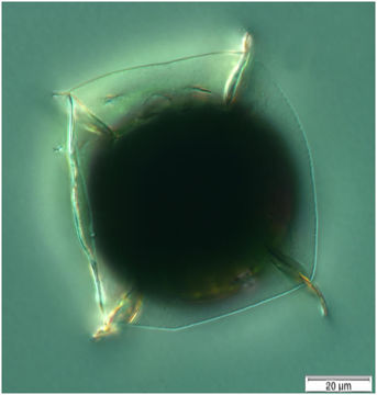 Image of <i>Pterosperma cuboides</i> Gaarder 1954