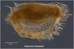 Image de Euplotes Ehrenberg 1831