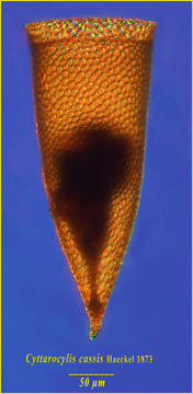 Image of Cyttarocylis ampulla Bachy et al. 2012