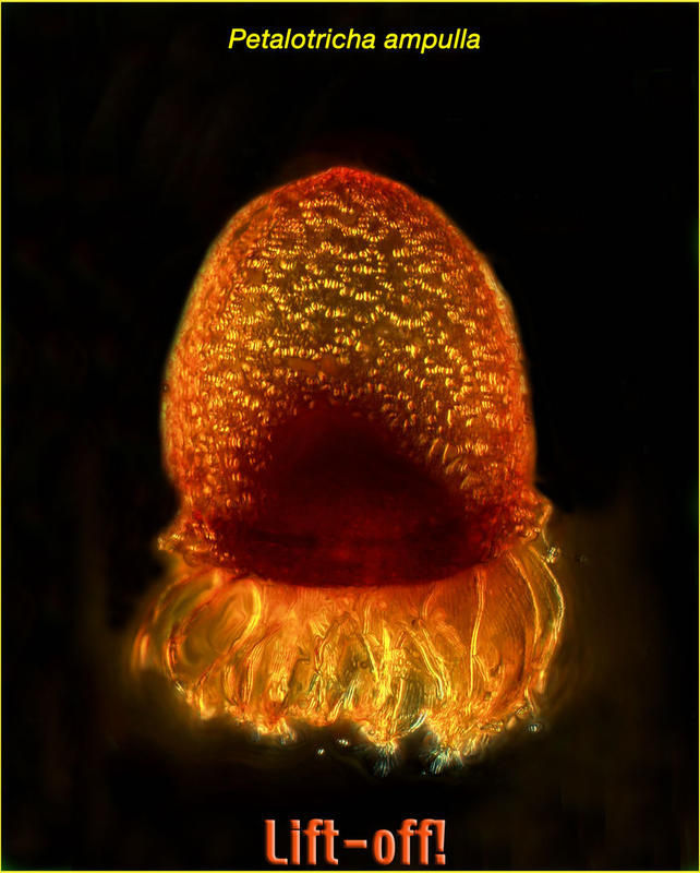 Image of Cyttarocylis ampulla Bachy et al. 2012