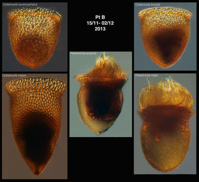 Image of Cyttarocylis ampulla Bachy et al. 2012