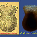 Image of Codonaria cistellula