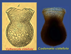 Image of Codonaria cistellula