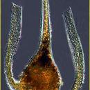 Image of <i>Ceratium platycorne</i> von Daday