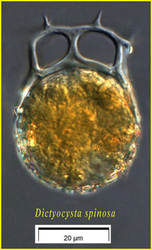 Image of Dictyocysta spinosa Kofoid & Campbell 1929