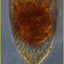 Image of Epiplocylis blanda (Jörgensen 1924) Kofoid & Campbell 1939
