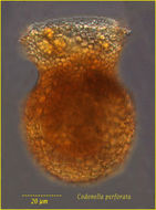 Image of Codonella perforata Entz Sr. 1884