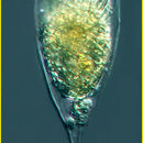 Image of Rhabdonella indica Laackmann 1910