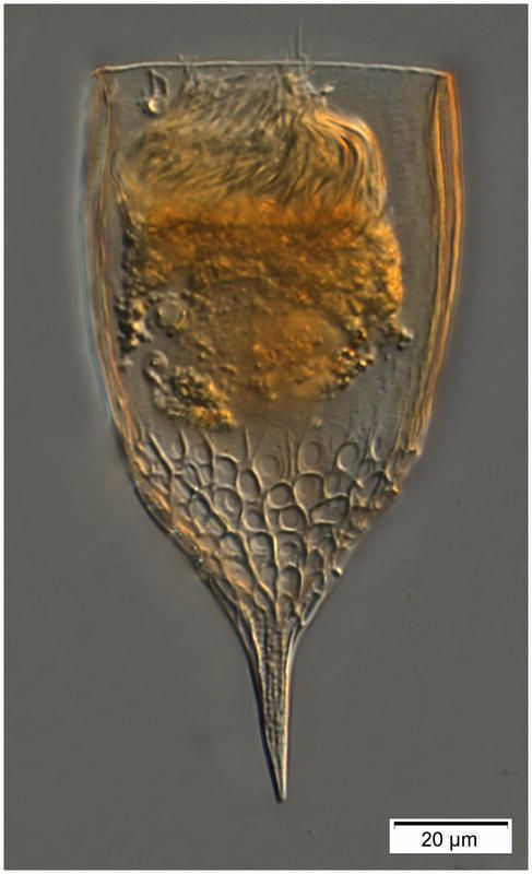 Imagem de Epiplocylis blanda (Jörgensen 1924) Kofoid & Campbell 1939
