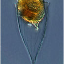 Imagem de Rhabdonella elegans