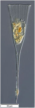 Image of Xystonella clavata Jörgensen 1924