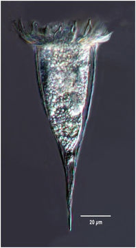 Слика од Rhabdonella elegans