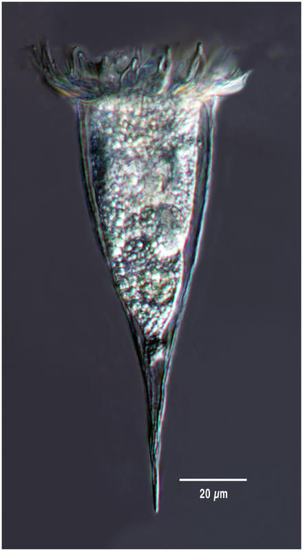 Image of Rhabdonella elegans