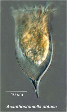 Image of Acanthostomella obtusa Kofoid & Campbell 1929