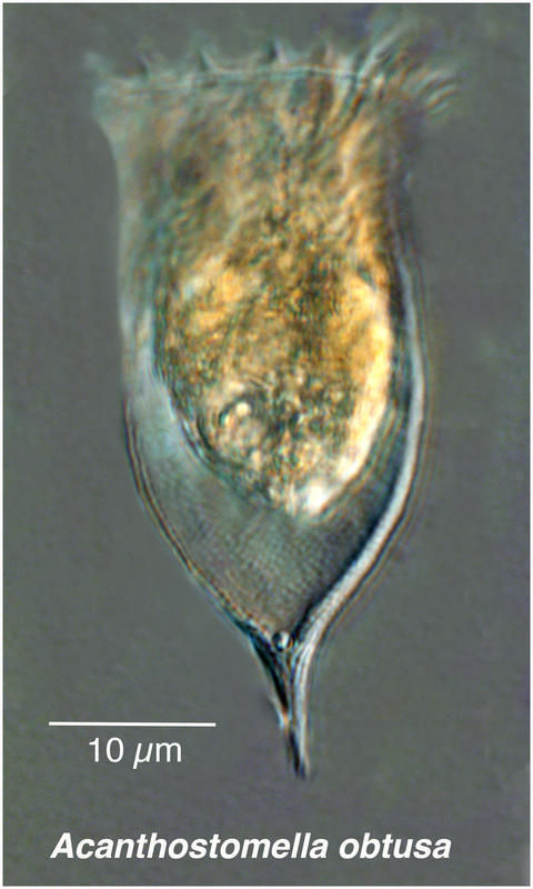 Image de Acanthostomella obtusa Kofoid & Campbell 1929