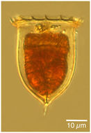 Image de Acanthostomella norvegica (Daday 1887)