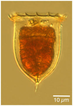 Image of Acanthostomella norvegica (Daday 1887)