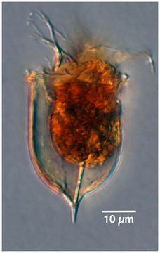 Image of Acanthostomella norvegica (Daday 1887)