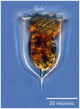 Image of Acanthostomella norvegica (Daday 1887)