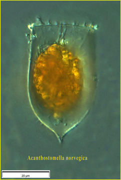 Image of Acanthostomella norvegica (Daday 1887)