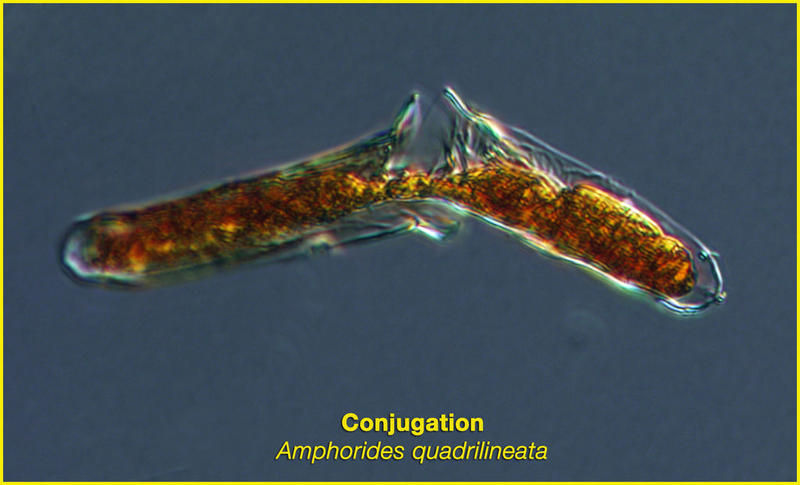 Image of Amphorides quadrilineata