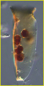 صورة Amphorides quadrilineata