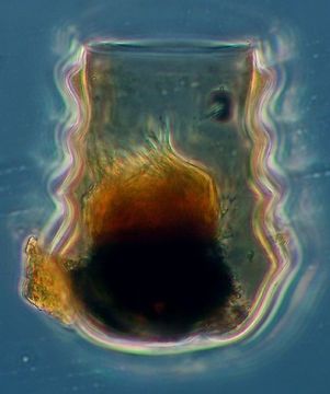 Image of Amplectella tricollaria (Laackmann 1910) Balech 1975