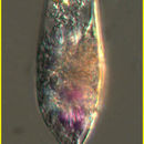 Image of Amphorellopsis acuta
