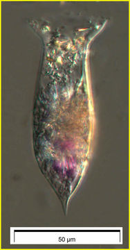 Image of Amphorellopsis acuta