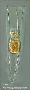 صورة Amphorellopsis quinquealata