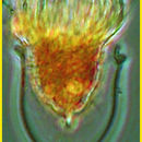 Image of Ascampbelliella armilla (Kofoid & Campbell 1929)