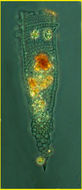 Image de Climacocylis scalaroides