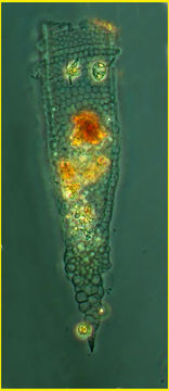 Image of Climacocylis scalaroides