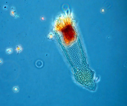 Image of Climacocylis scalaroides