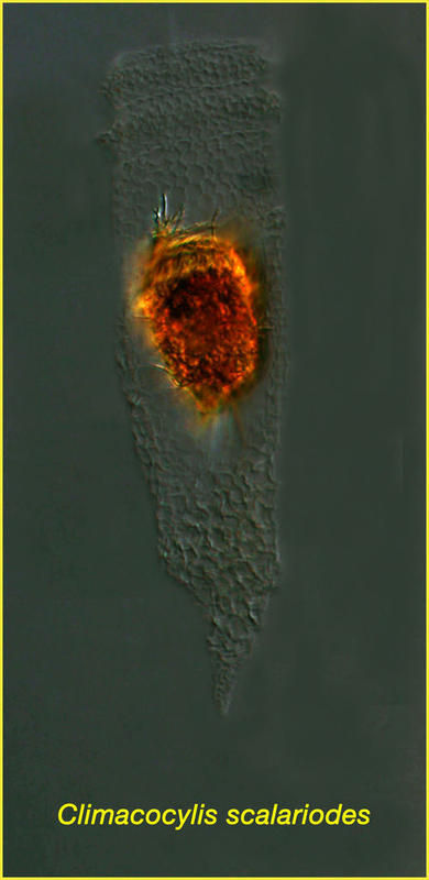 Image of Climacocylis scalaroides