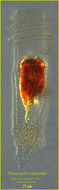 Image de Climacocylis scalaroides