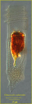 Image of Climacocylis scalaroides