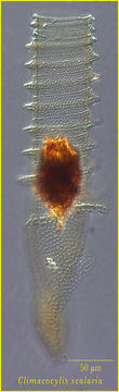 Image of Climacocylis scalaria