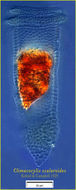 Image de Climacocylis scalaroides