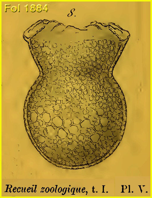 Image of Codonaria cistellula