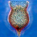 Image of Codonella amphorella