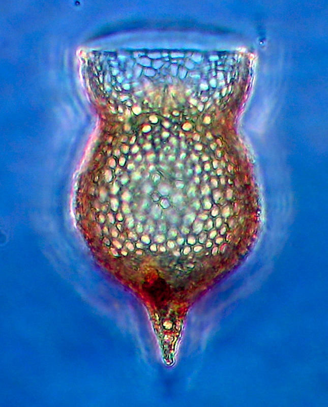 Image of Codonella amphorella