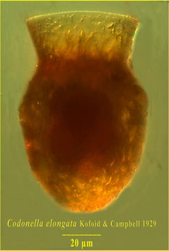 Image of Codonella elongata Kofoid & Campbell 1929