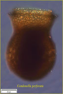 Image of Codonella perforata Entz Sr. 1884