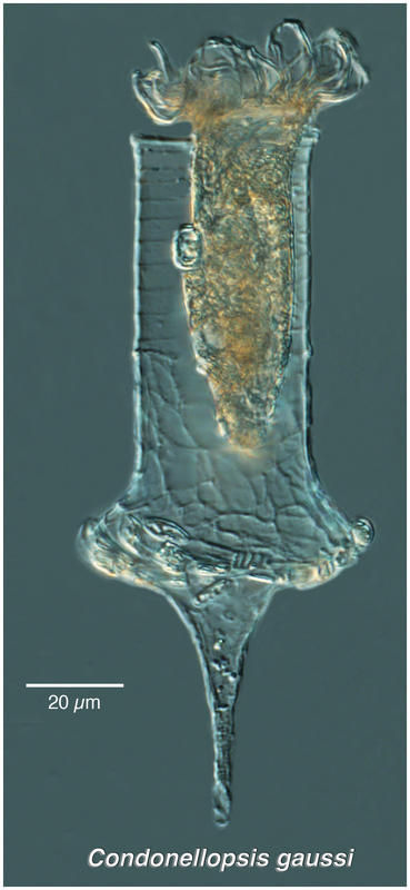 Image of Codonellopsis gaussi